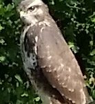 buizerd-2