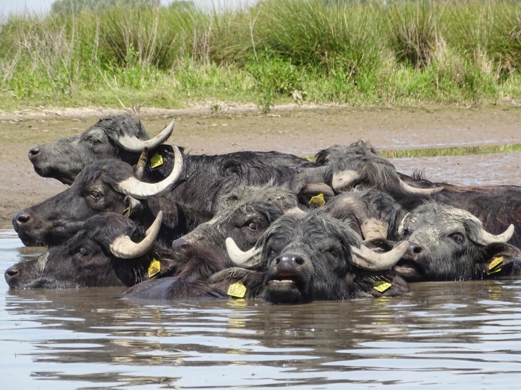 dagtocht naar de waterbuffels